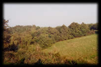 Terril St Marc, sous les arbres...