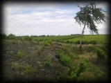 Terril des Bourgognes, entre les vignes